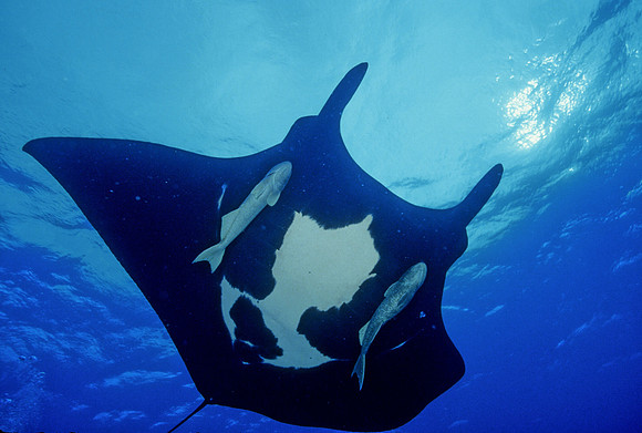 Manta - 2