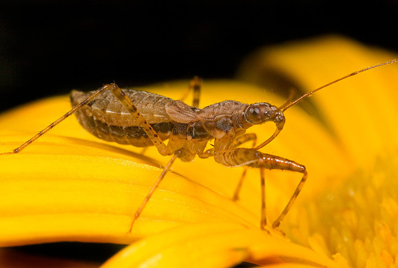 Damselbug Nymph