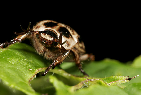 Scarab Beetle - 9