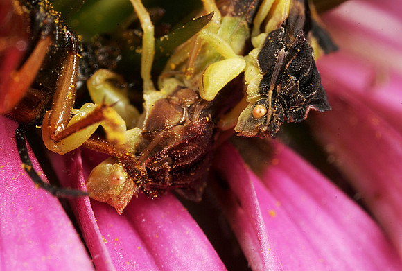 Ambush Bugs with Prey - 2