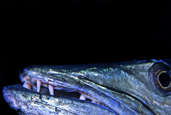 Barracuda - 1