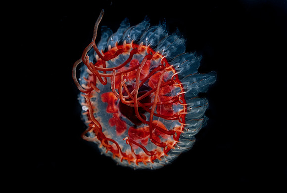 Atolla - 1