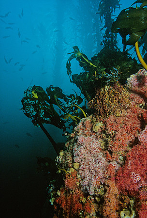 Kelp Forest Wall - 15