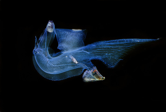 Heteropod - 2