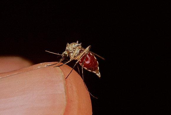 Mosquito Feeding - 3