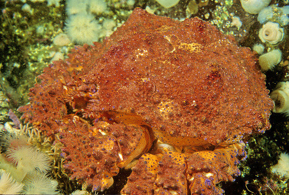 King Crab