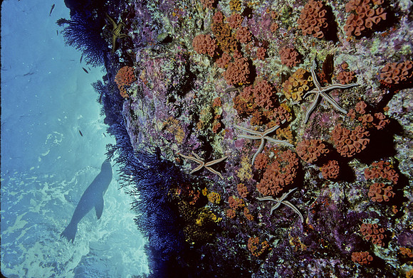 Los Islotes Reef-2