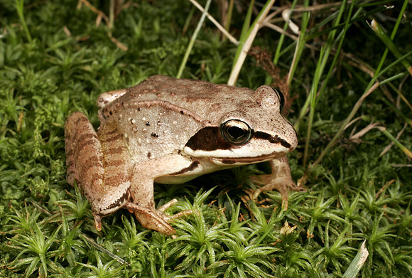 Wood Frog - 5