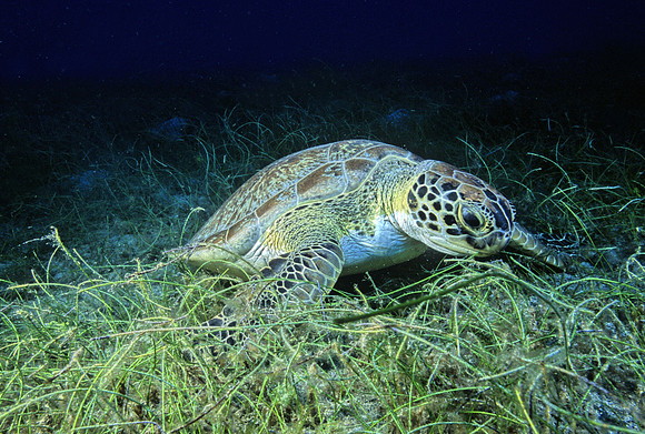 Green Sea Turtle - 1