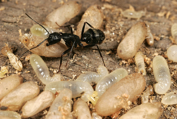 Carpenter Ant & Embryos