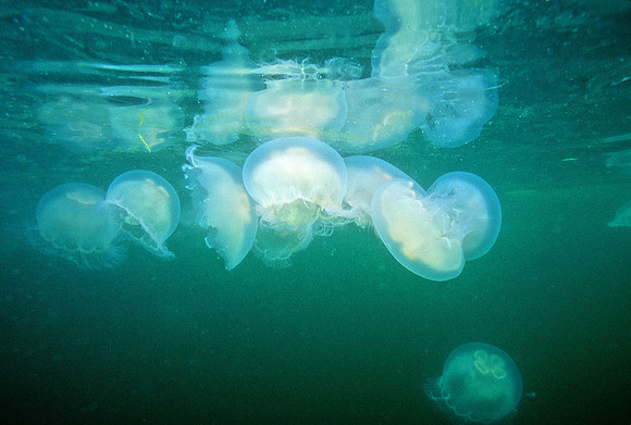 Moon Jellies