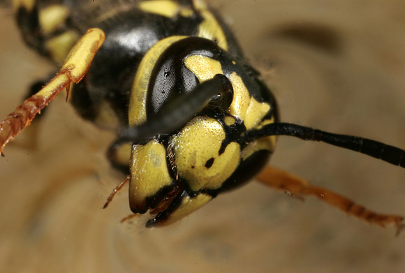 Yellowjacket - 1