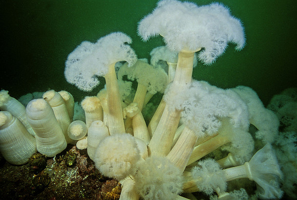 White-plume Anemones